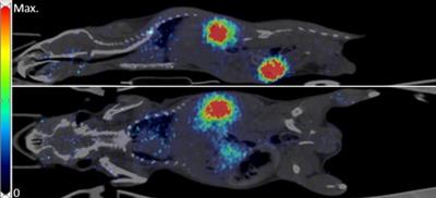 Non-invasive in vivo imaging of porcine islet xenografts in a preclinical model with [68Ga]Ga-exendin-4